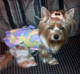 little female Yorkie dog